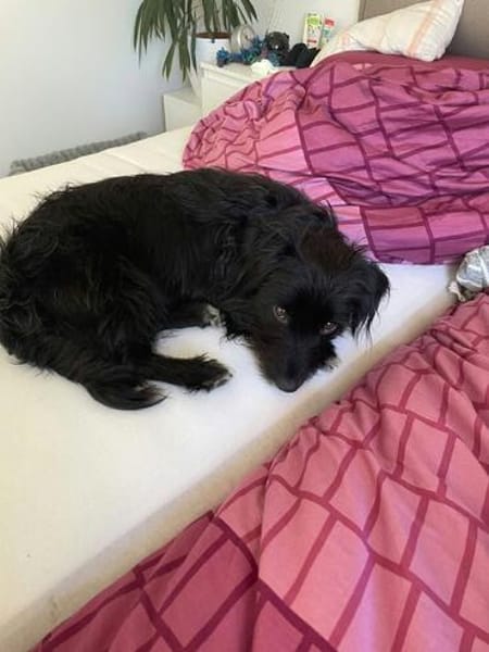 Zauberhafte kleine Annie sucht ein liebevolles Zuhause