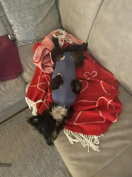 Zauberhafte kleine Annie sucht ein liebevolles Zuhause
