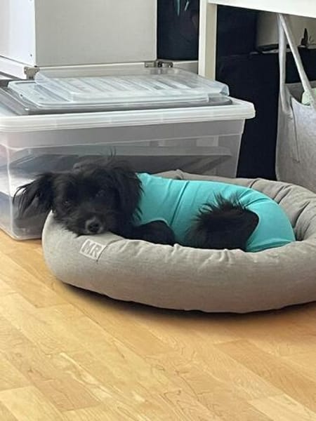 Zauberhafte kleine Annie sucht ein liebevolles Zuhause