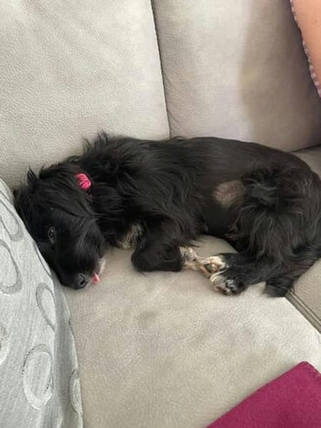 Zauberhafte kleine Annie sucht ein liebevolles Zuhause