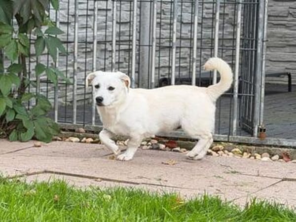 TOTO-zuckersüßer, verspielter Jung-Rüde, 33 cm