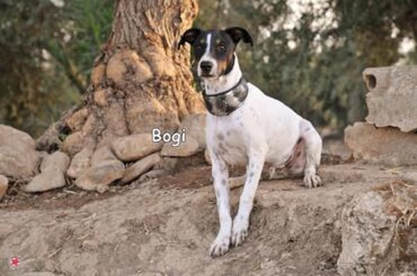 BOGI