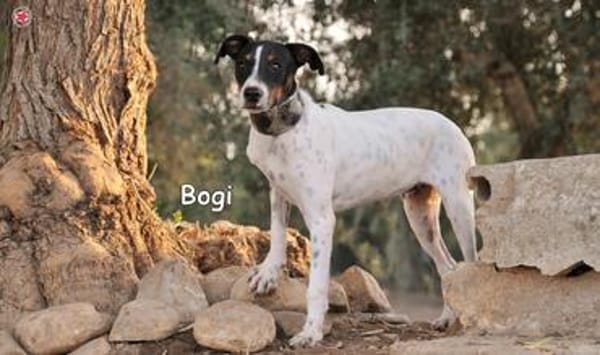 BOGI