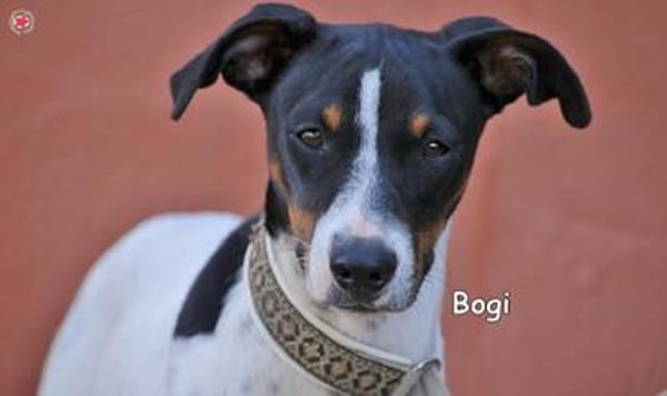 BOGI