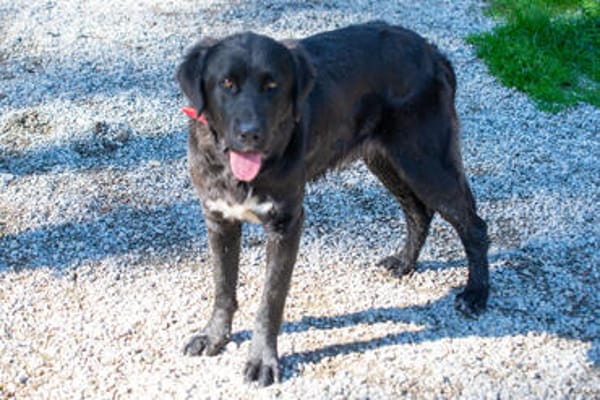 Crumble- Riesenbaby sucht dich