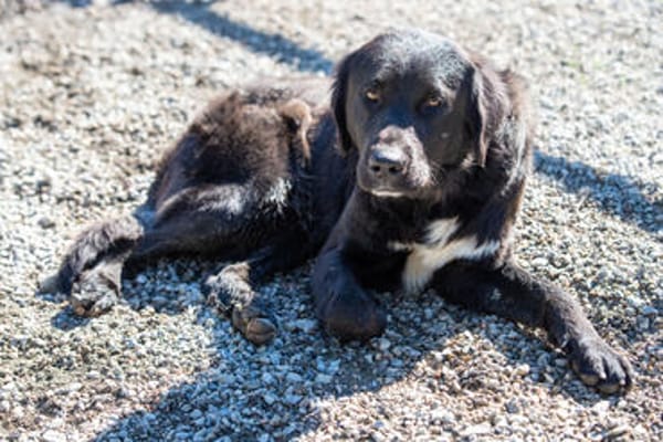 Crumble- Riesenbaby sucht dich