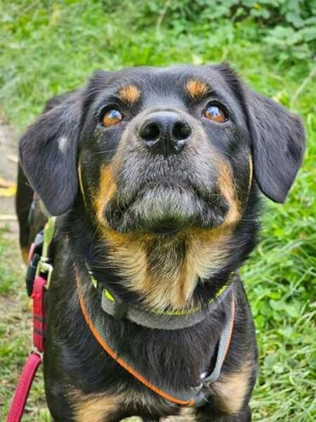 TOOTSIE * Mini Rotti in herzallerliebst