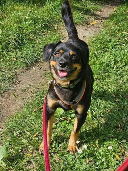 TOOTSIE * Mini Rotti in herzallerliebst