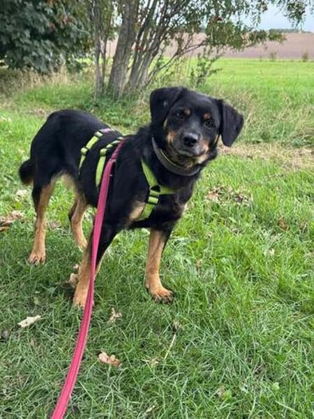 TOOTSIE * Mini Rotti in herzallerliebst