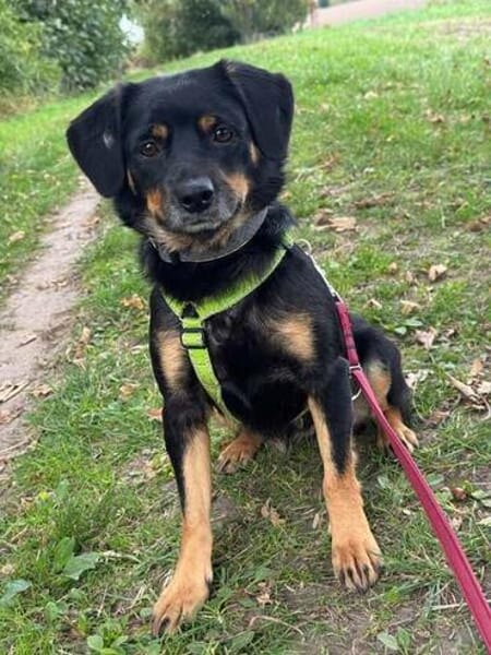 TOOTSIE * Mini Rotti in herzallerliebst