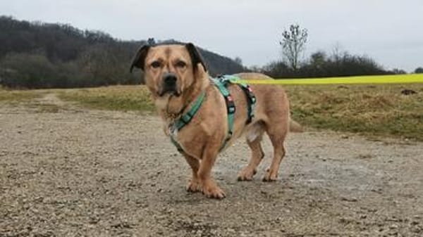 Rüde Tobi  Langschläfer, Schnüffelnase, Einzelgänger mit He