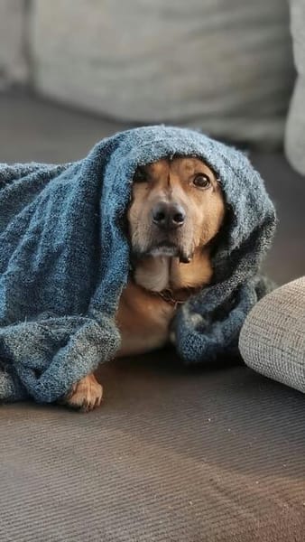 Rüde Tobi  Langschläfer, Schnüffelnase, Einzelgänger mit He