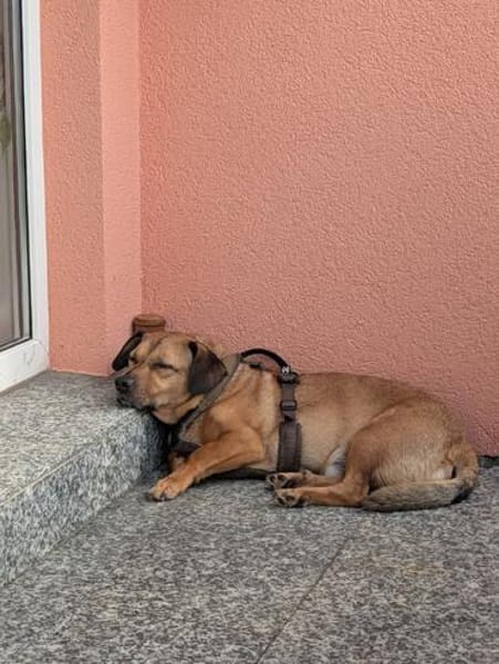 Rüde Tobi  Langschläfer, Schnüffelnase, Einzelgänger mit He