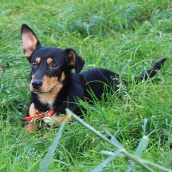 Balu - kleiner Mann sucht das große Glück