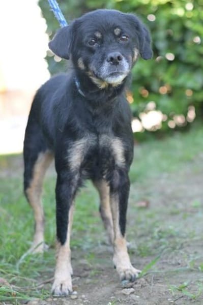 Kleiner Schatz Bella sucht ein Zuhause