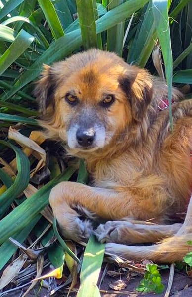 Duke, im besten Alter, braucht eine Fürimmerfamilie