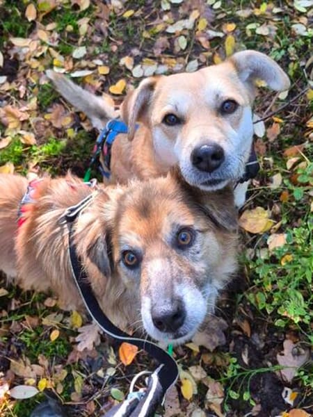 Duke, im besten Alter, braucht eine Fürimmerfamilie
