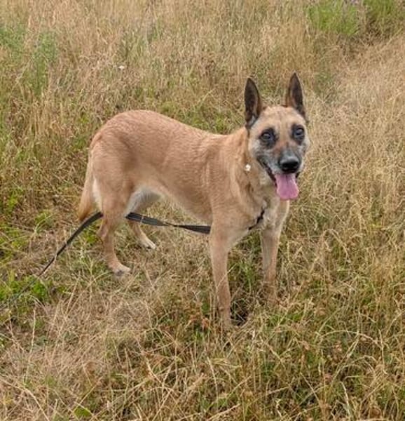 🆘🆘🆘 Ruby in 91616 Neusitz 🆘🆘🆘