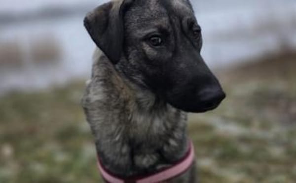 Zuhause gesucht für Kayla