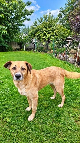 Unsere treue Seele Sofia sucht ein neues Kuschelkörbchen