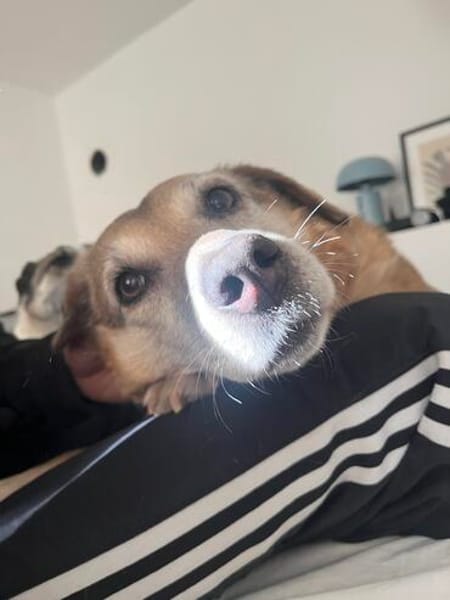 Zuhause/Lebensplatz für Seniorin BUNI (Tierschutz) gesucht!