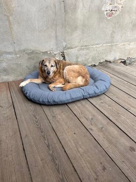 Zuhause/Lebensplatz für Seniorin BUNI (Tierschutz) gesucht!