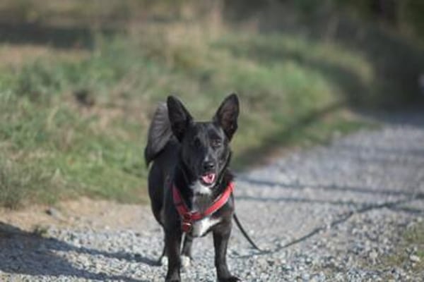 Toffee - kleiner Herzensbrecher sucht sein Glück