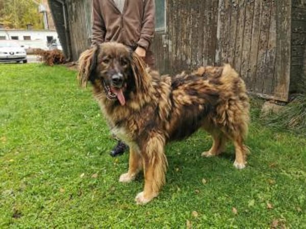 Arco, sportl. großer Familienhund
