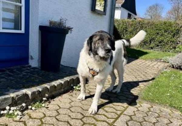 Samson - ein sanfter Riese