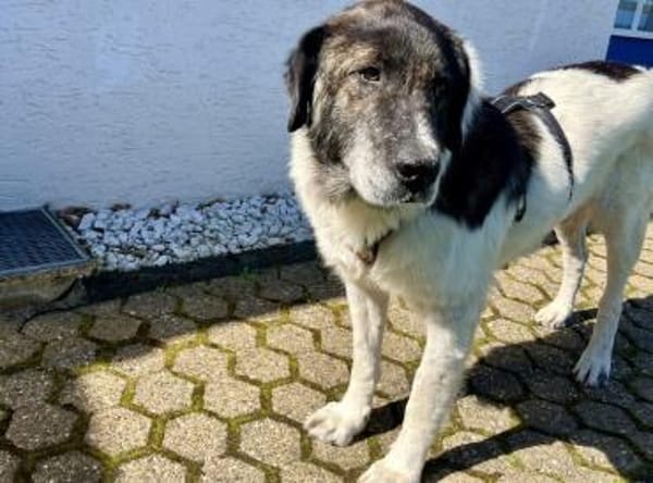 Samson - ein sanfter Riese
