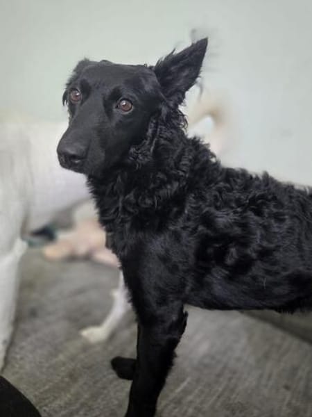 🐾❤ Blacky sucht ihre Menschen! ❤🐾