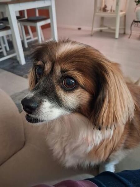 Lilly ideale Gefährtin für ältere Menschen