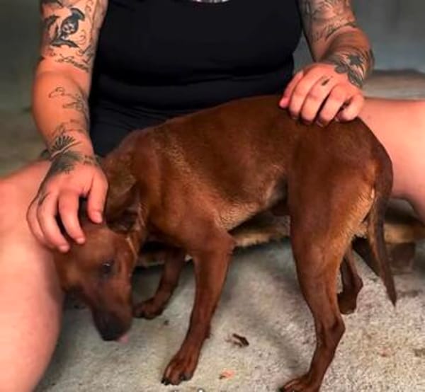 Verschmuster Paquito sucht sein Zuhause
