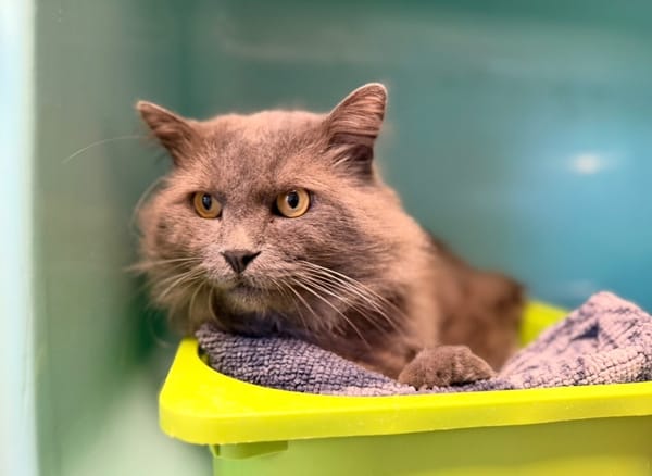 Calvin [FIV+]
