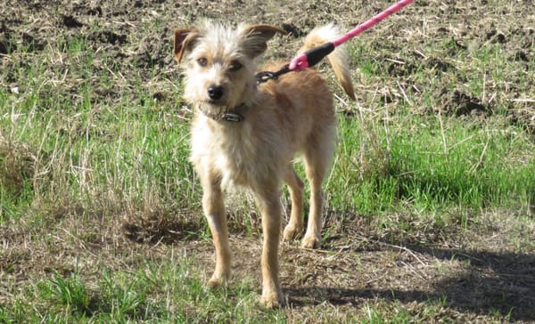 BAXTER (réservé)