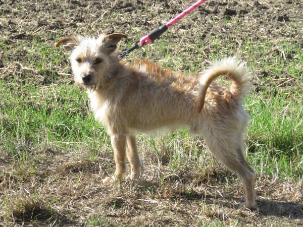 BAXTER (réservé)