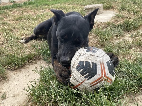 XENA A TROUVE SA FAMILLE