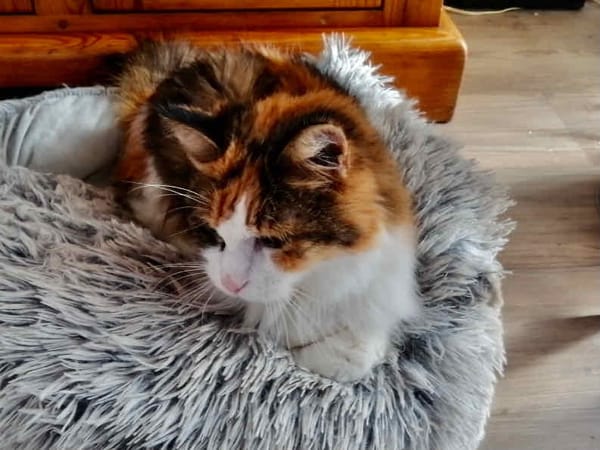 MIMI