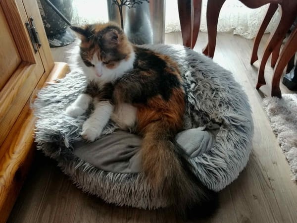 MIMI