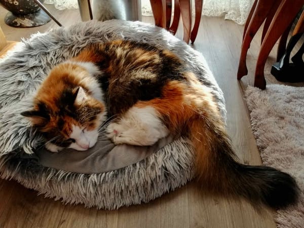 MIMI