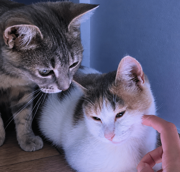 BO & SARIA