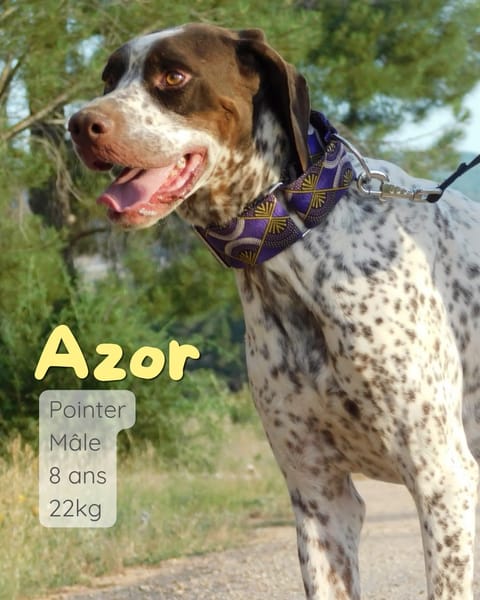 Azor