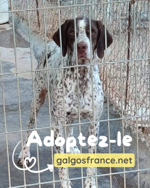 Azor