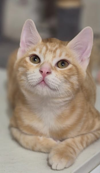 Benji