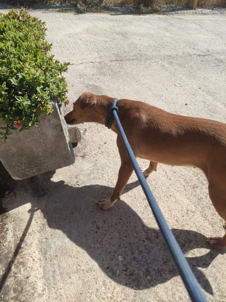 PILI (Maria)