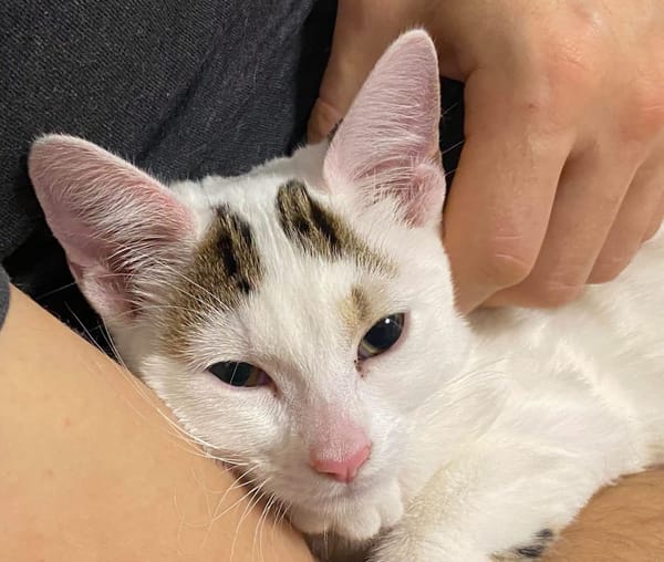 KUSMI À ADOPTER AVEC UN CHAT DÉJÀ PRÉSENT CHEZ VOUS