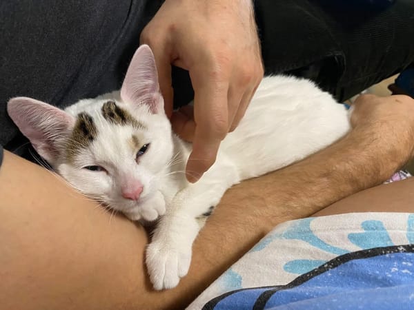 KUSMI À ADOPTER AVEC UN CHAT DÉJÀ PRÉSENT CHEZ VOUS