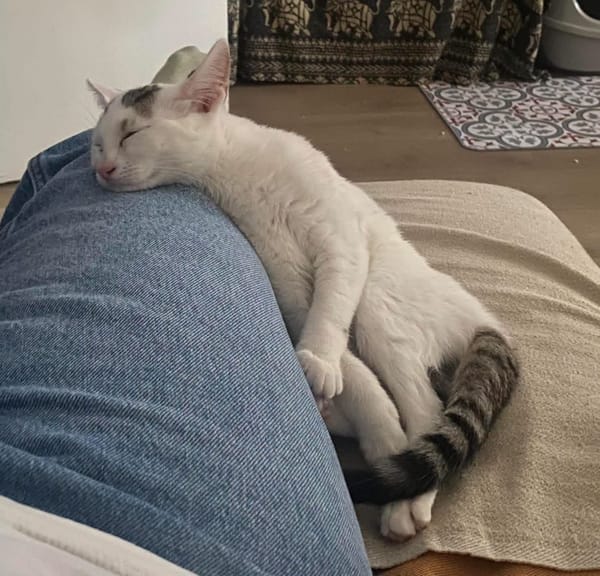 KUSMI À ADOPTER AVEC UN CHAT DÉJÀ PRÉSENT CHEZ VOUS