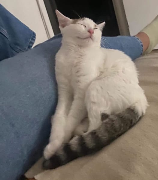 KUSMI À ADOPTER AVEC UN CHAT DÉJÀ PRÉSENT CHEZ VOUS