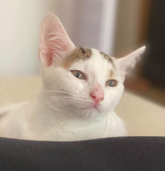 KUSMI À ADOPTER AVEC UN CHAT DÉJÀ PRÉSENT CHEZ VOUS